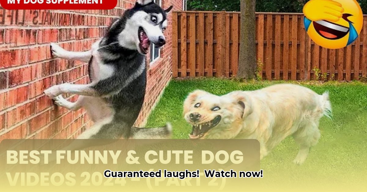 funny-pet-videos